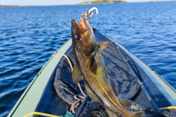 Морская рыбалка в водном походе - про ловлю трески с байдарки на Белом море